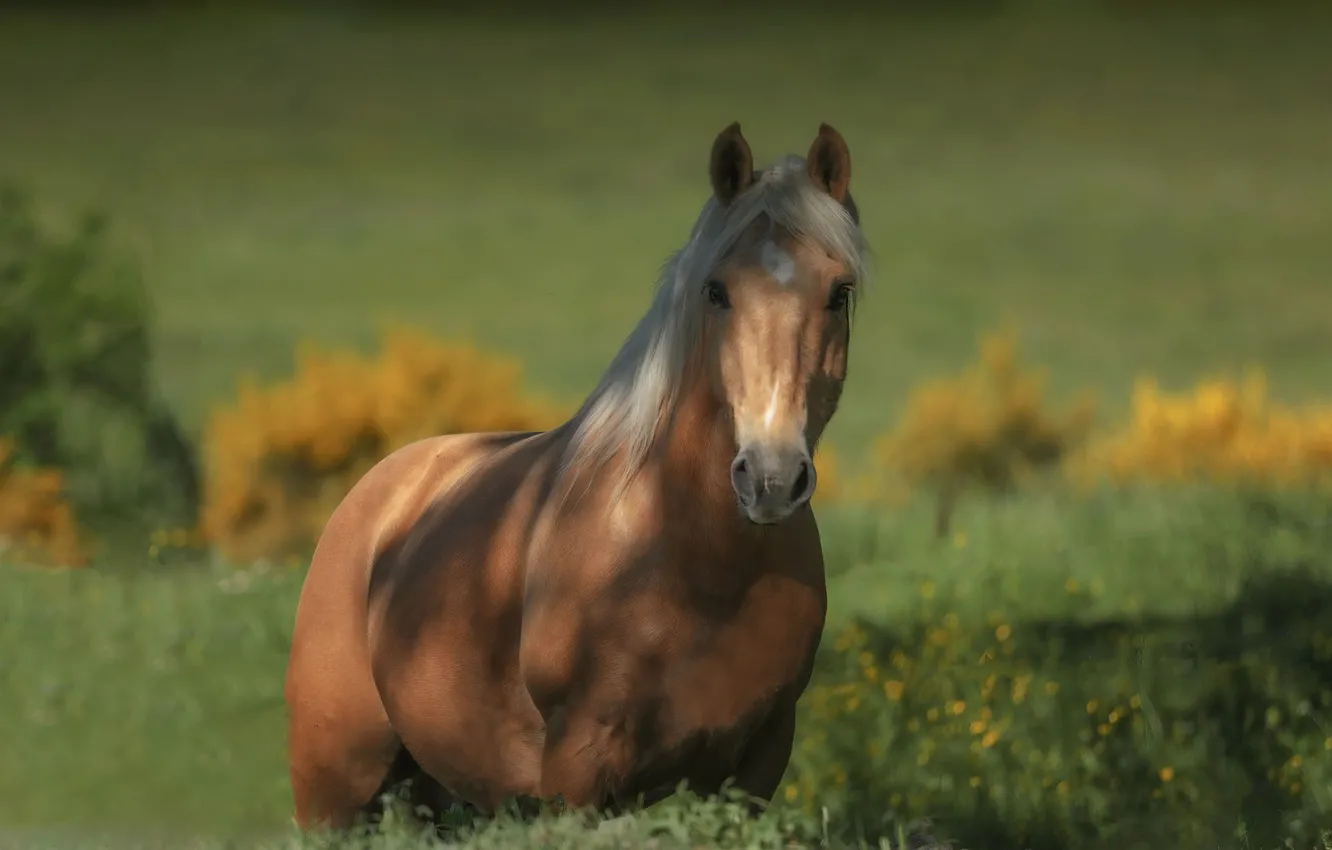 Photo wallpaper field, summer, grass, look, face, light, nature, horse