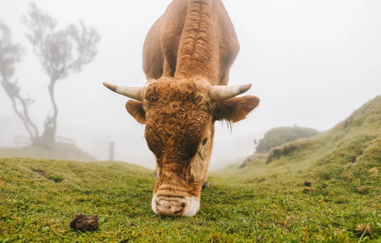 Photo wallpaper nature, cows, cattle