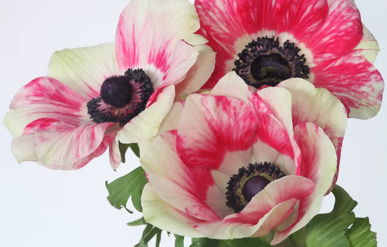 Photo wallpaper bouquet, petals, anemonastrum
