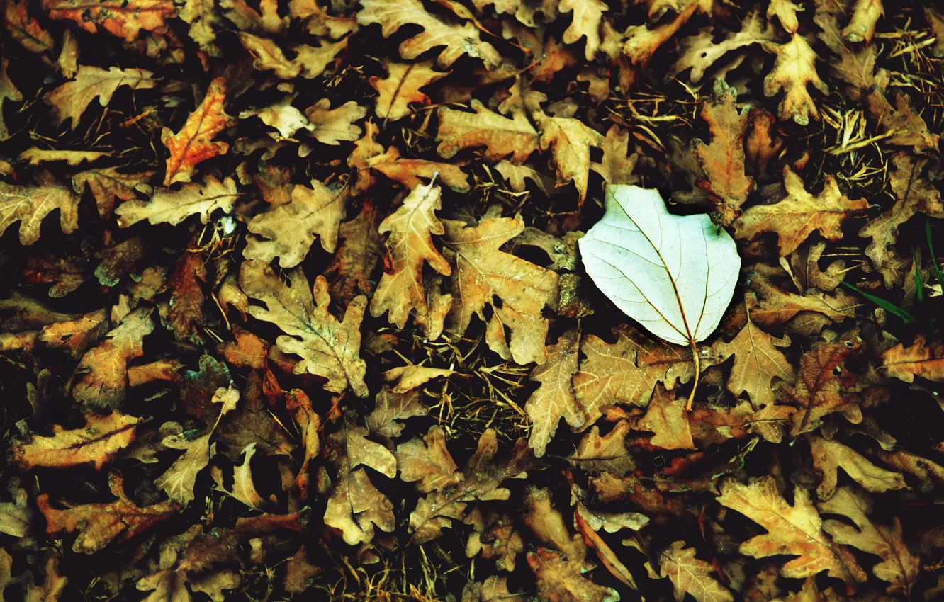 Photo wallpaper autumn, white, leaves, macro, background, widescreen, Wallpaper, leaf