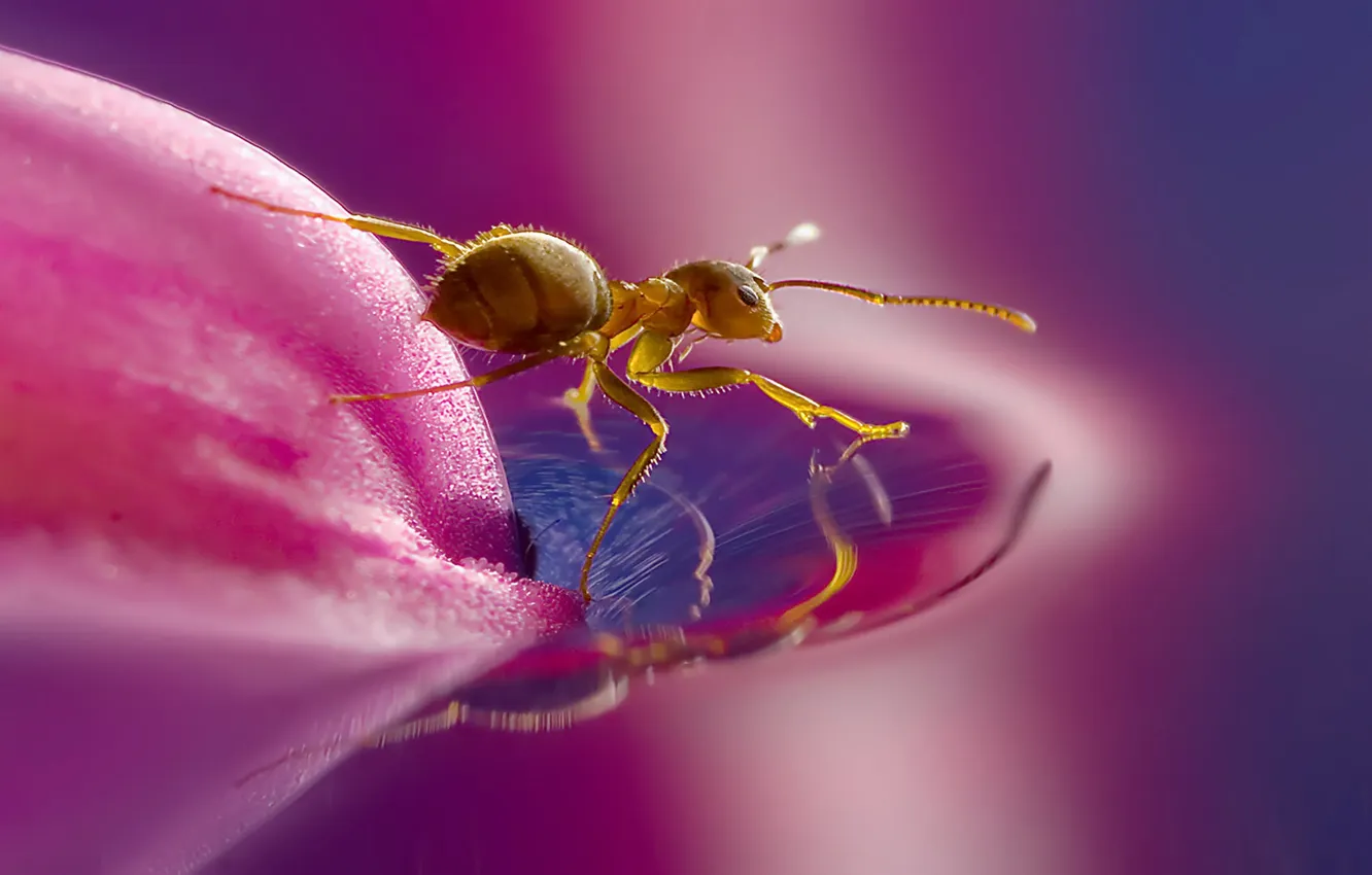Photo wallpaper water, macro, nature, petals, ants, insect, nature, water