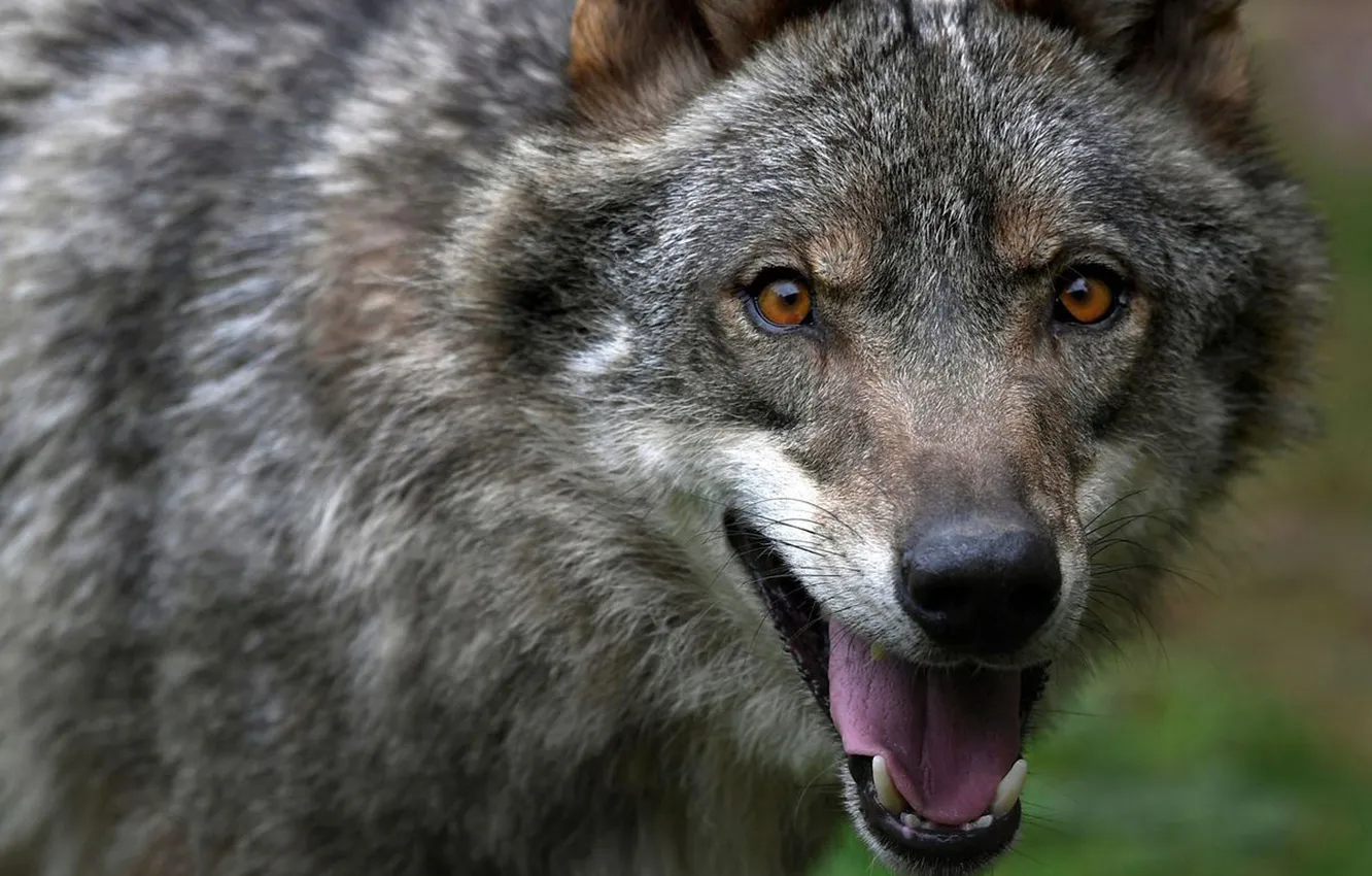 Photo wallpaper nature, Gray Wolf, face, animal, wolf, canis lupus, wildlife, head