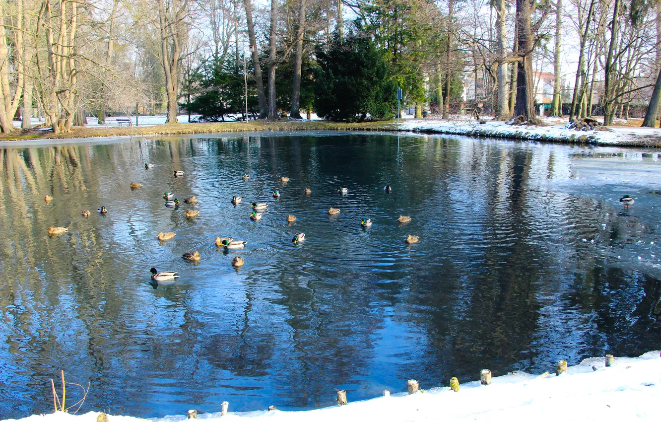 Photo wallpaper water, park, pond, ducks