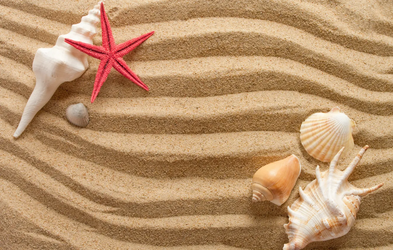 Photo wallpaper sand, wave, summer, shell, starfish