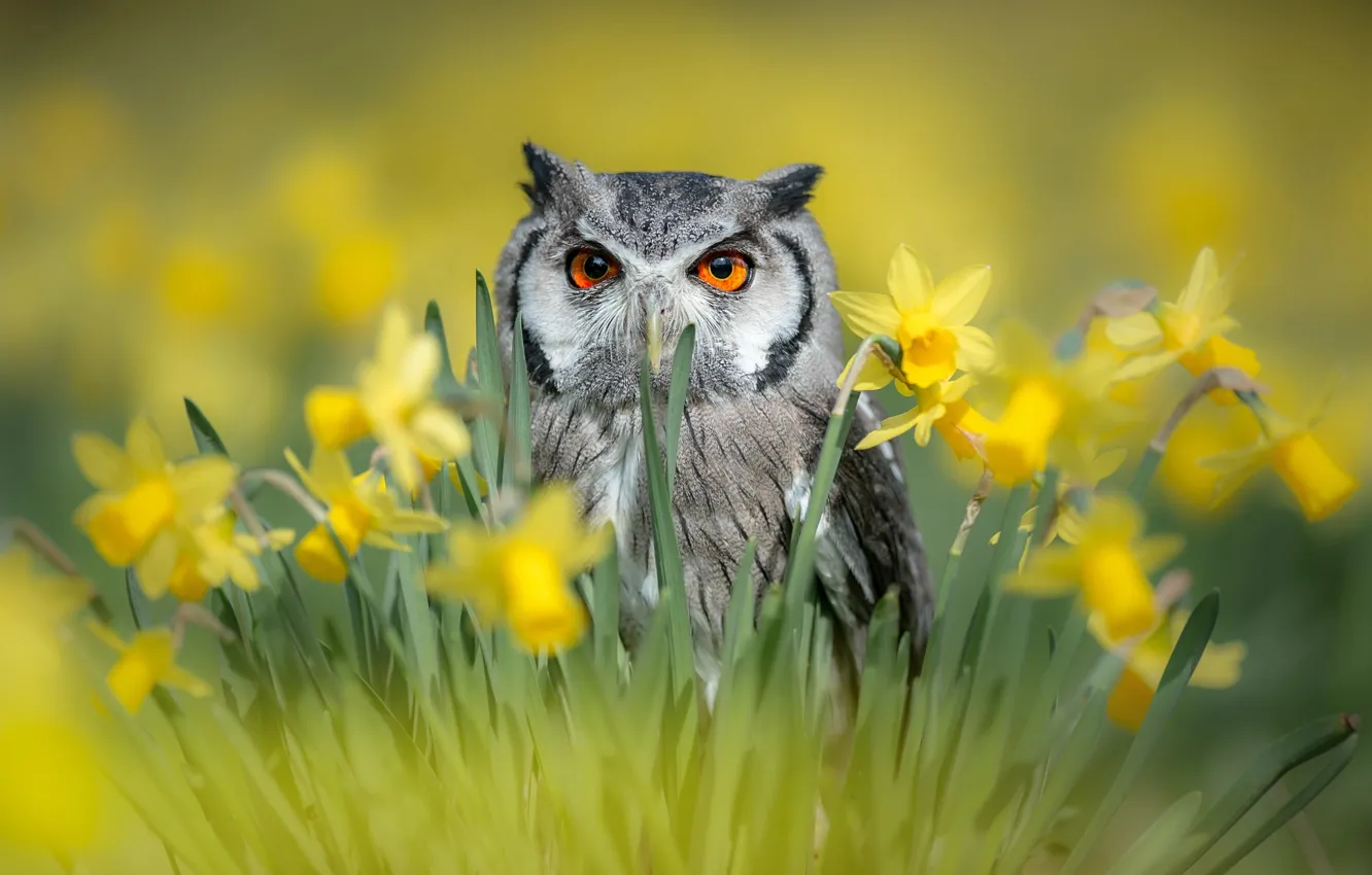 Photo wallpaper flowers, nature, owl, bird, spring, daffodils, birds of the world