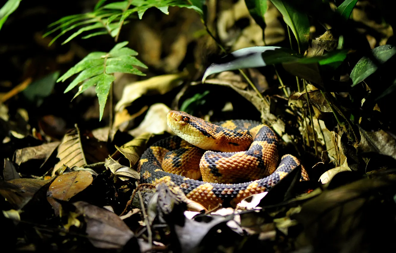 Photo wallpaper Snake, Leaves, Florest