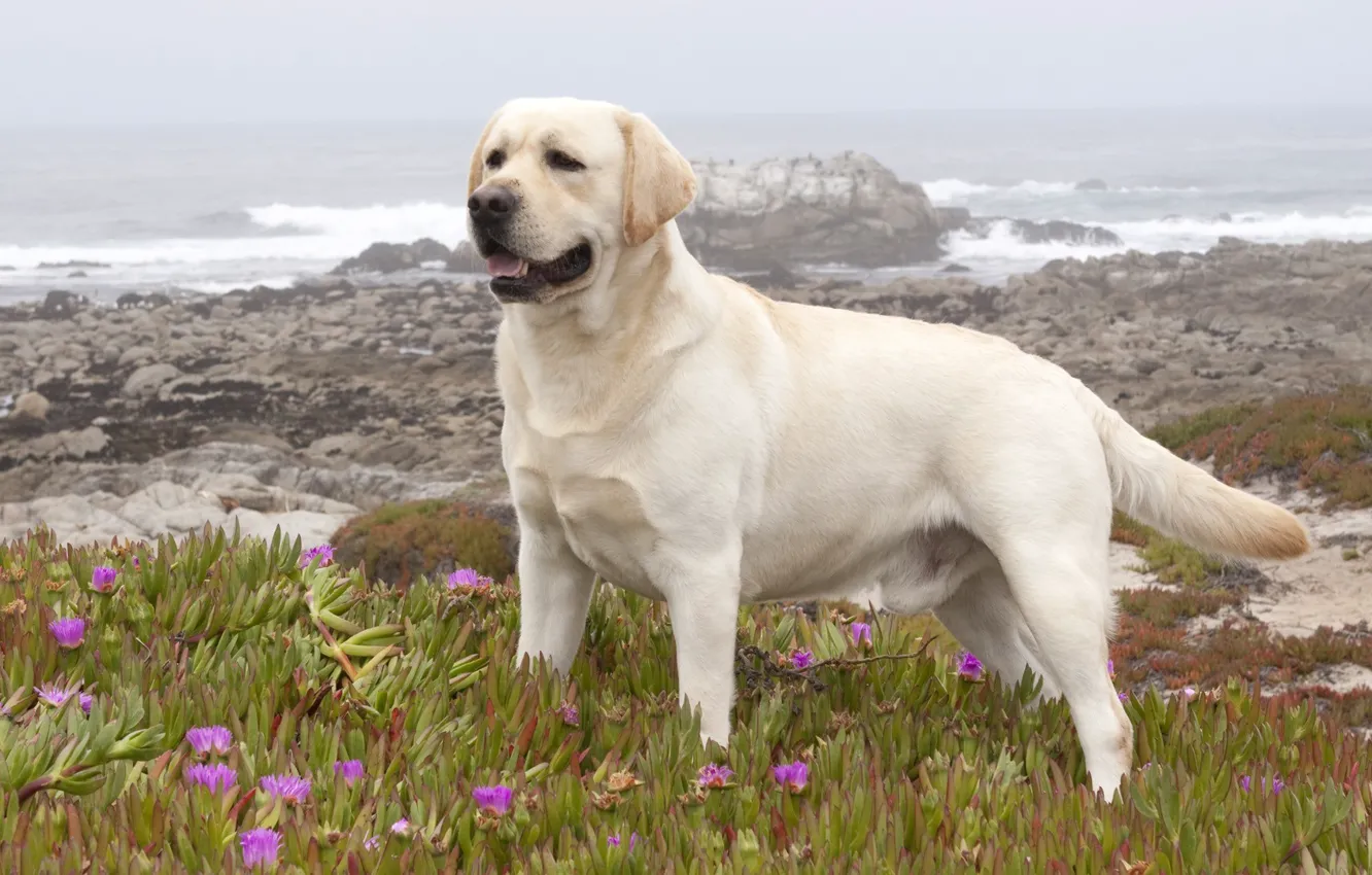 Photo wallpaper Dog, Labrador, Retriever