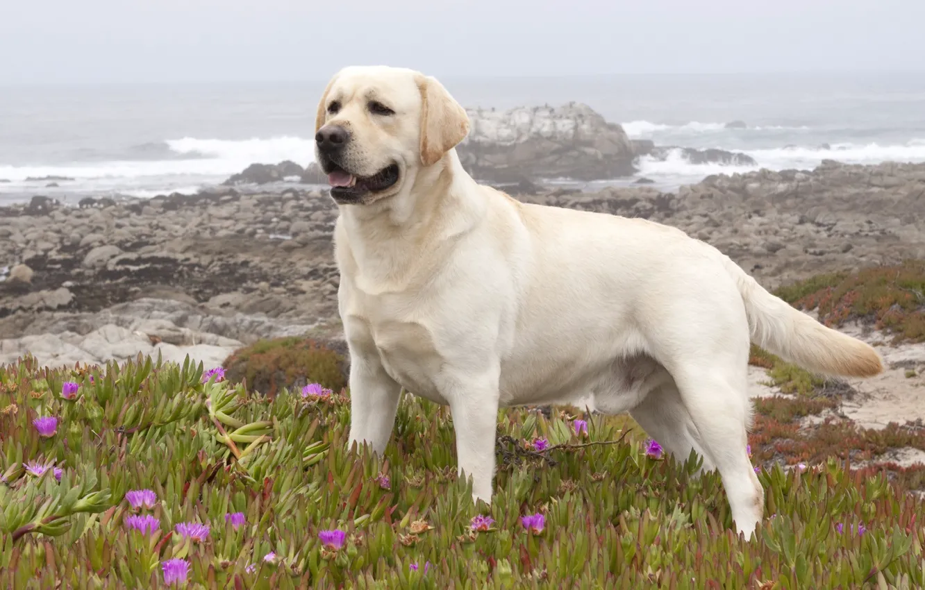 Photo wallpaper dog, Labrador, Retriever
