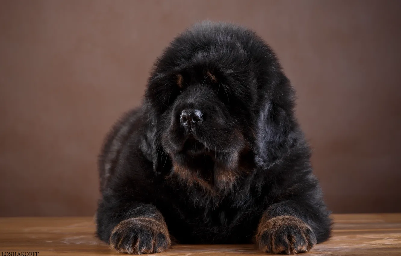 Photo wallpaper large, puppy, Tibetan Mastiff