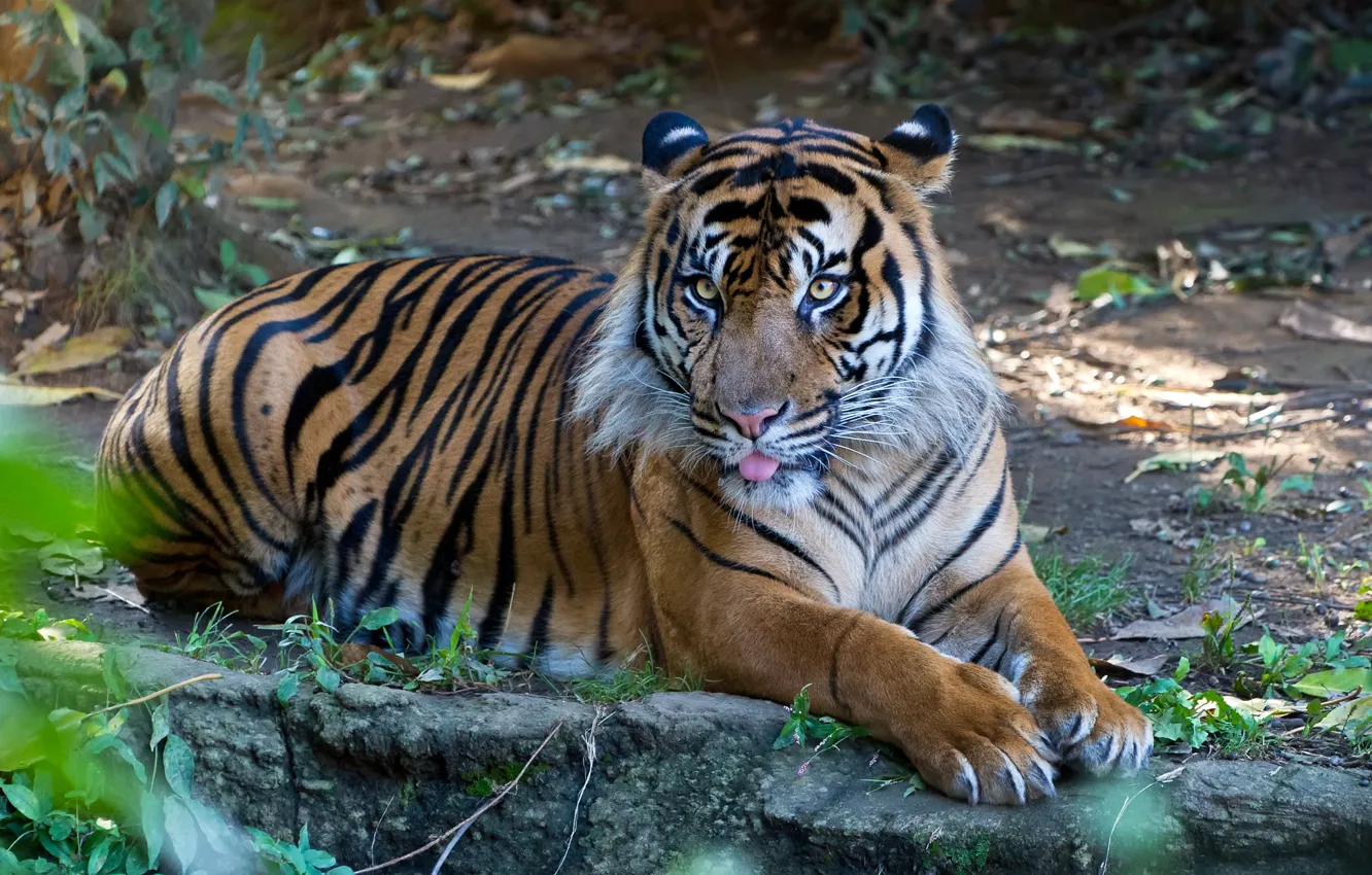 Photo wallpaper language, cat, tiger, Sumatran