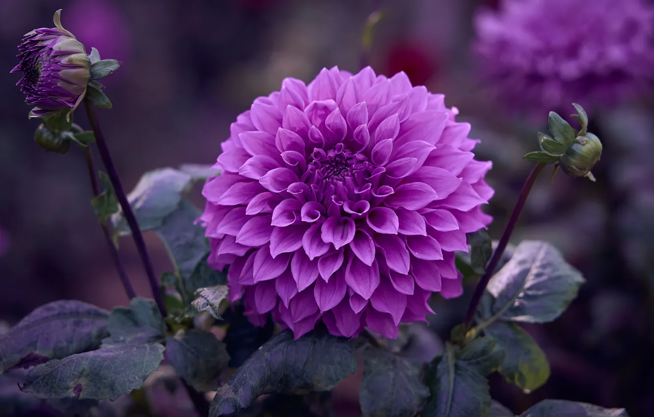 Photo wallpaper purple, summer, leaves, macro, flowers, garden, stem, lilac