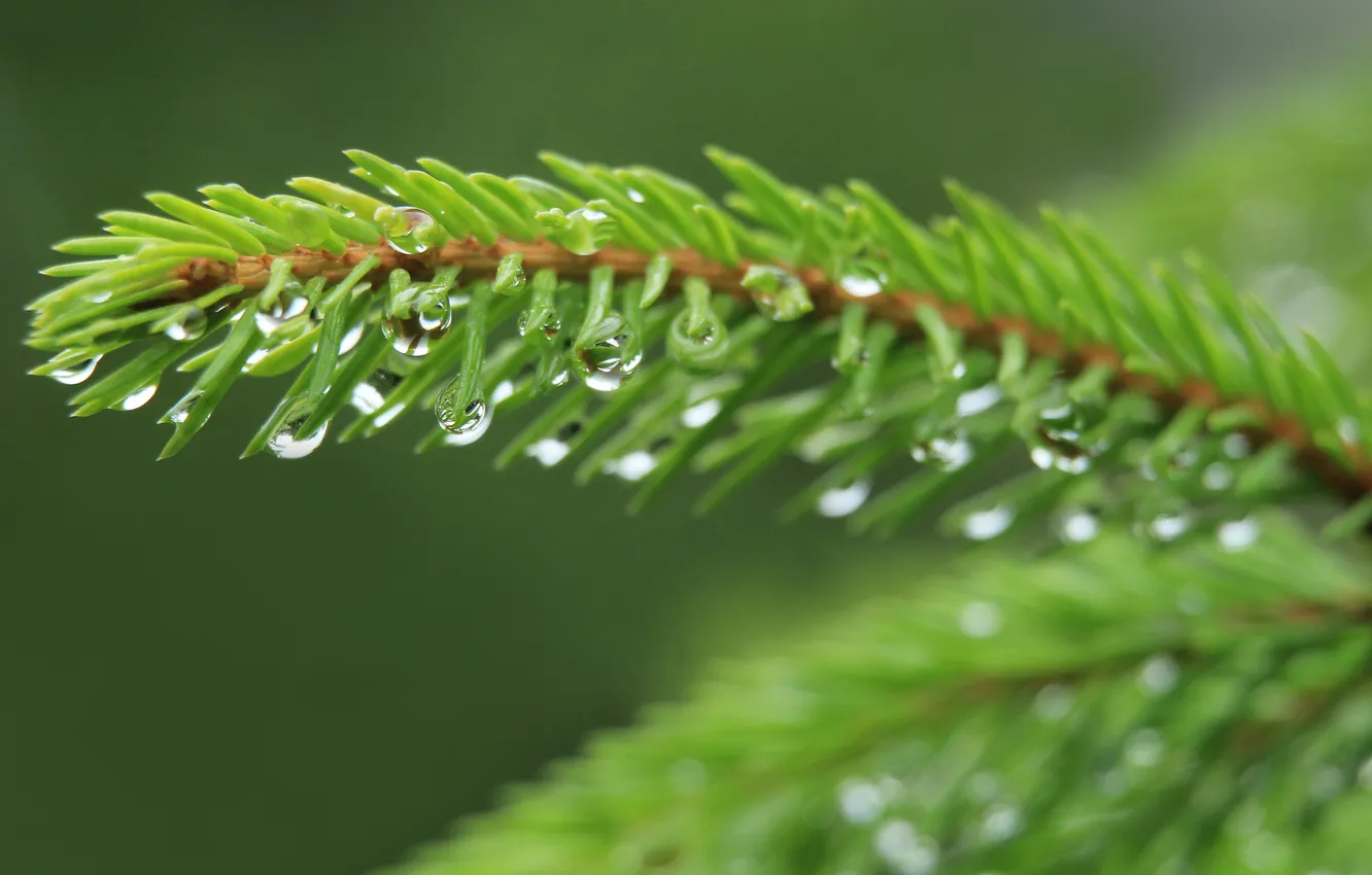 Photo wallpaper drops, spruce, twig