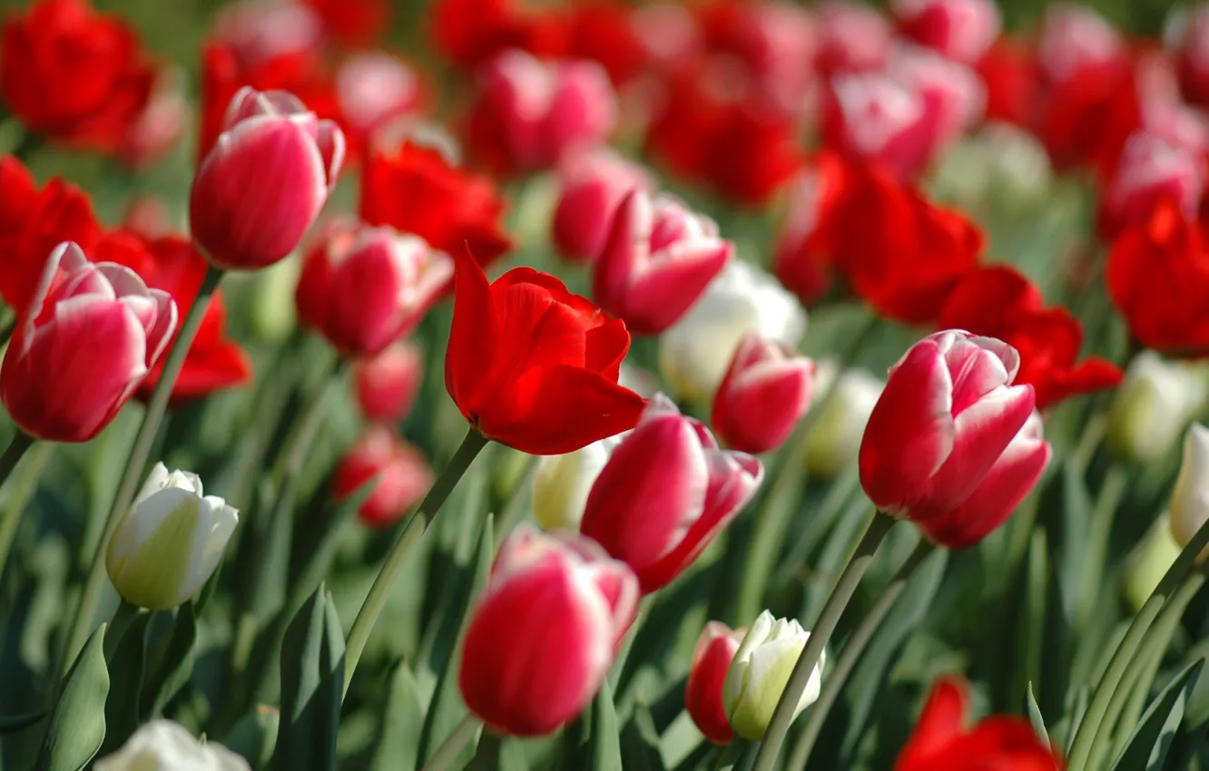Photo wallpaper flowers, nature, garden, tulips, flowers, tulips garden