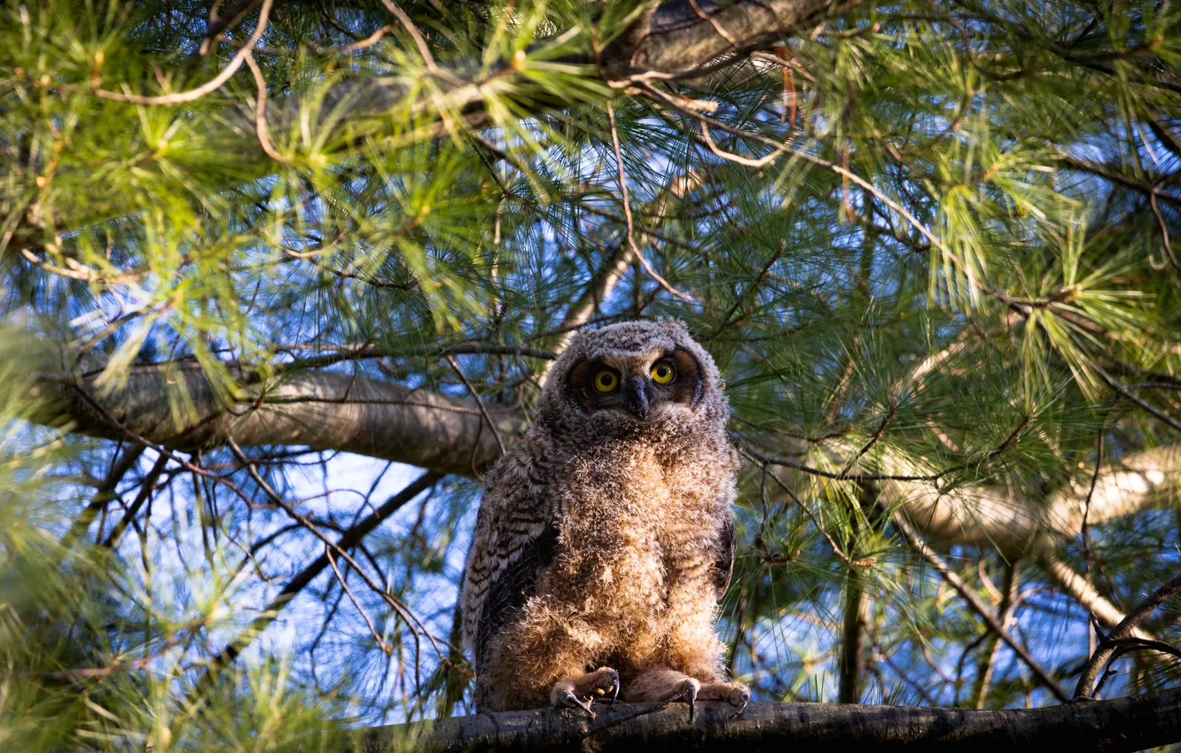 Photo wallpaper look, light, trees, branches, nature, pose, owl, bird