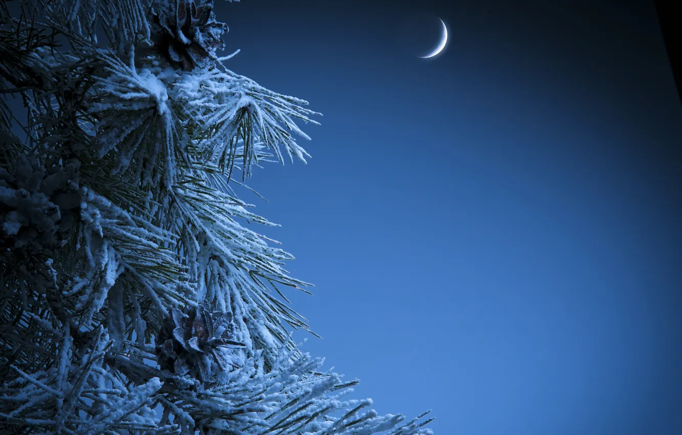 Photo wallpaper winter, snow, night, needles, a month, tree