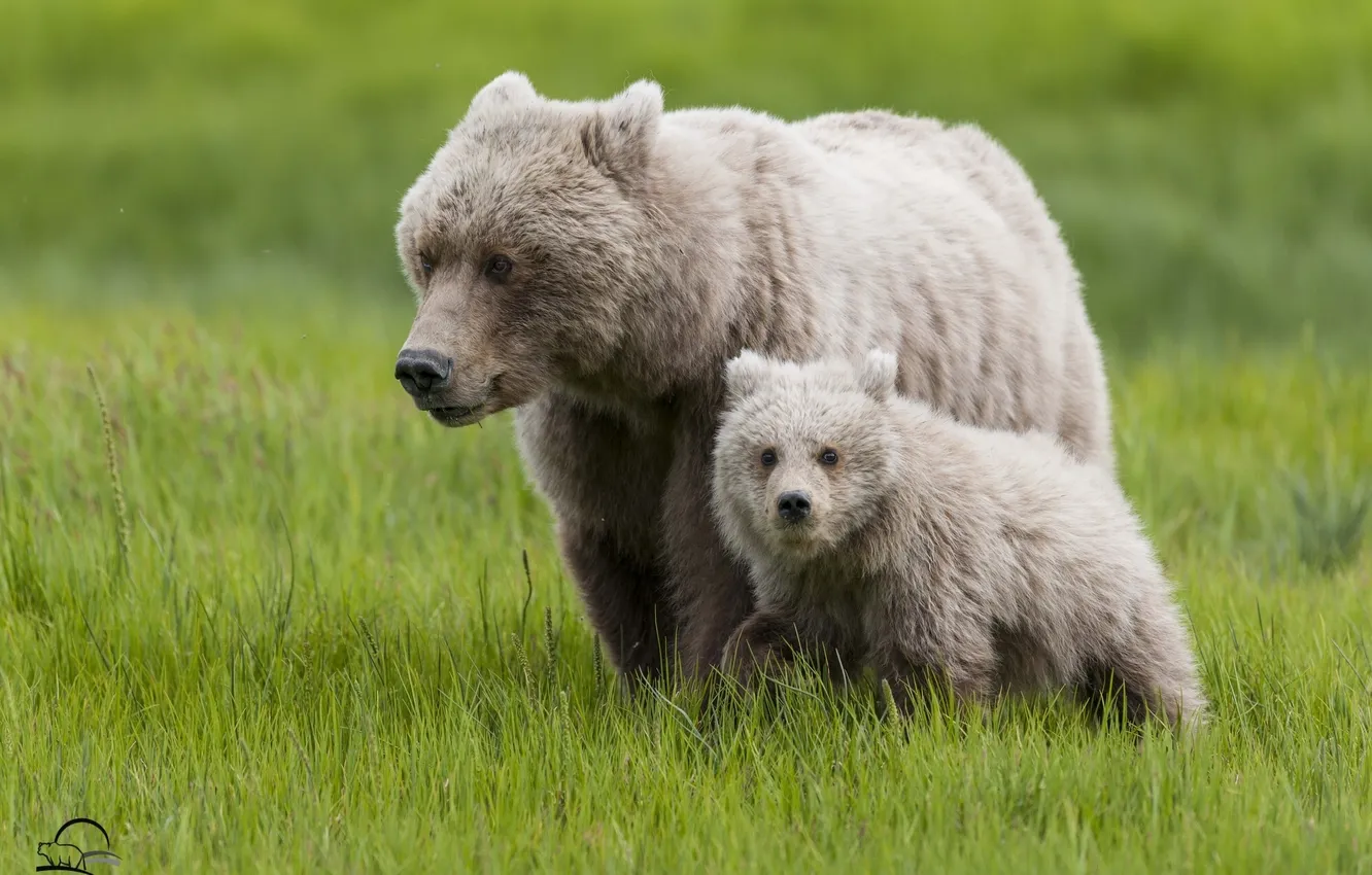 Photo wallpaper grass, bear, bear, cub, bear, motherhood