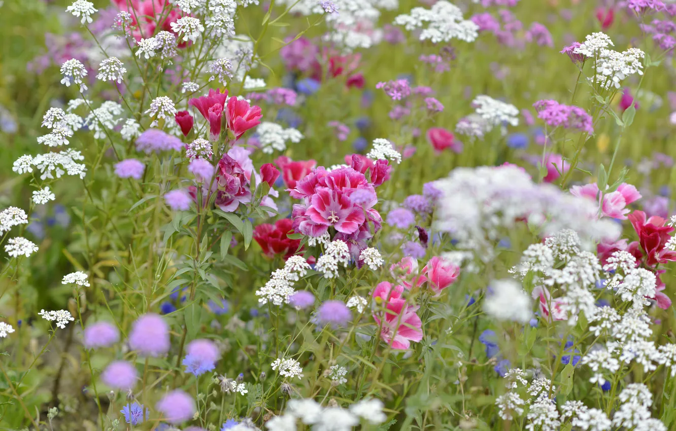 Photo wallpaper field, grass, petals, meadow