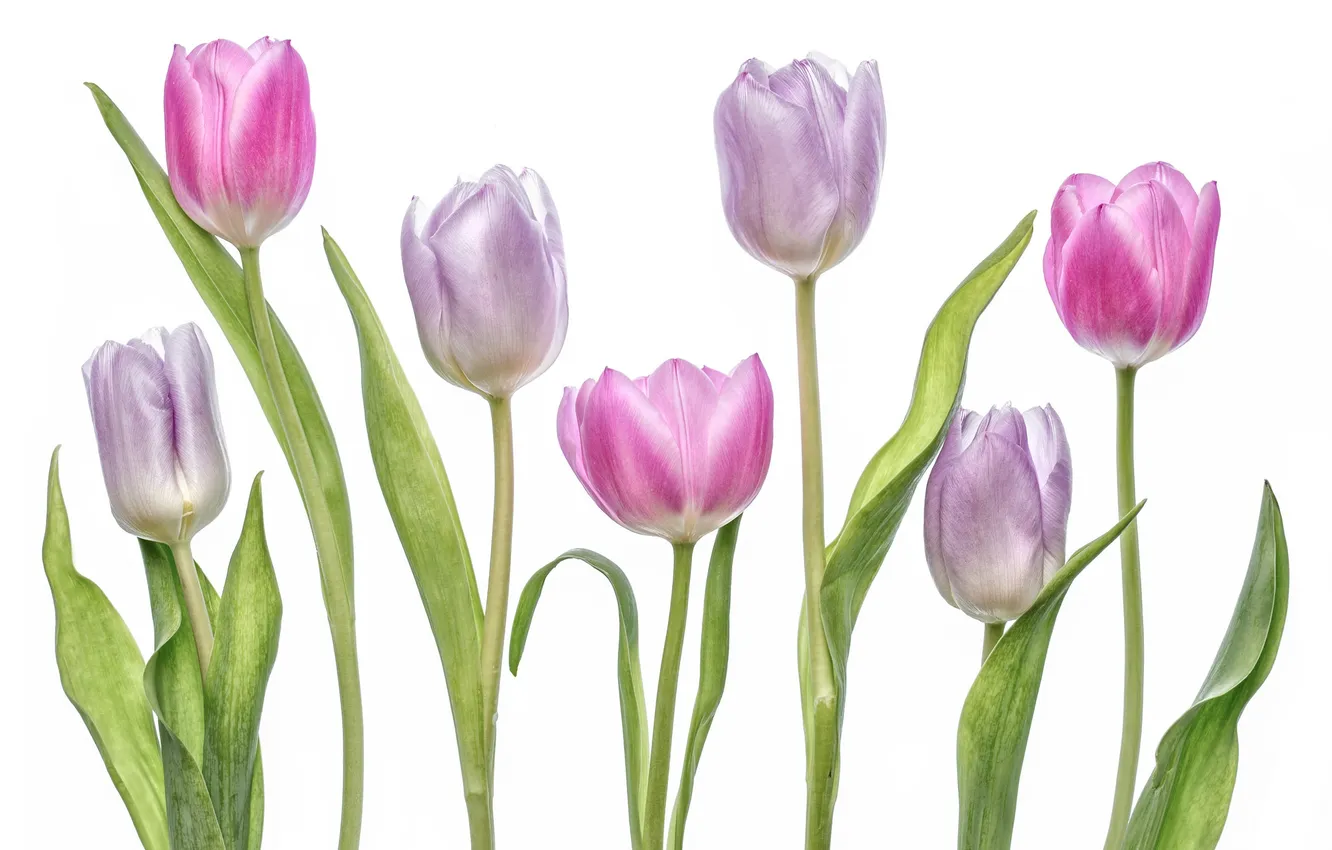 Photo wallpaper macro, tulips, purple, buds
