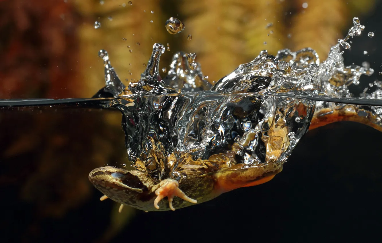 Photo wallpaper WATER, DROPS, SQUIRT, MACRO, LIZARD, DIP