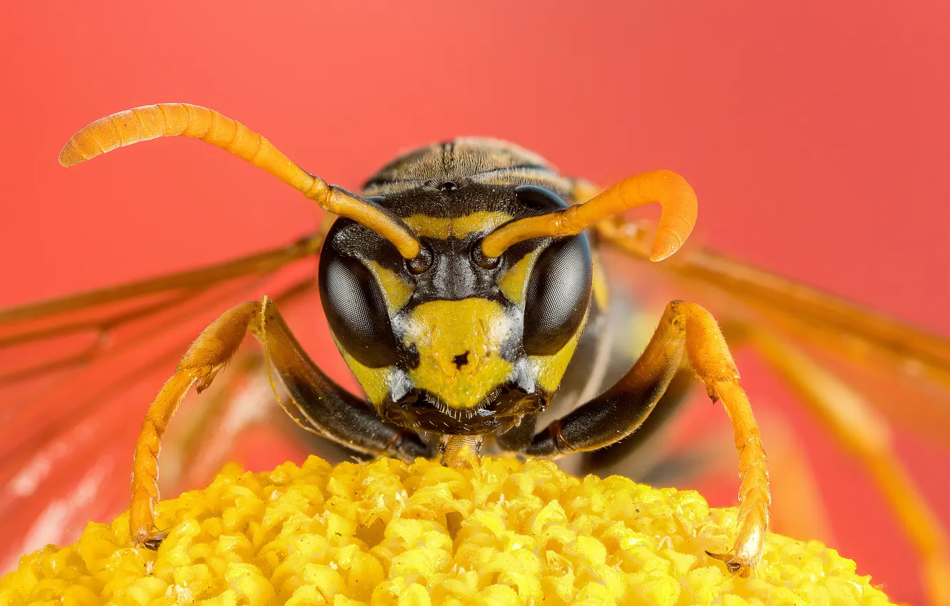 Photo wallpaper insect, head, bee