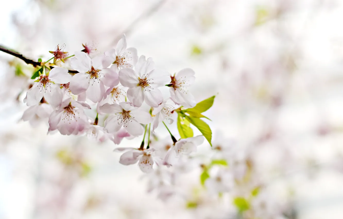 Photo wallpaper flower, cherry, spring, cherry blossom