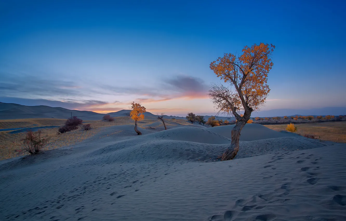 Photo wallpaper autumn, trees, dunes
