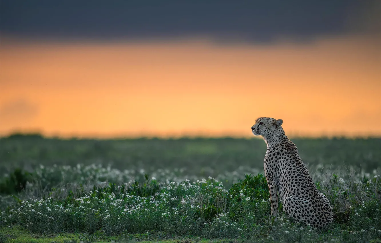 Photo wallpaper predator, Cheetah, wildlife