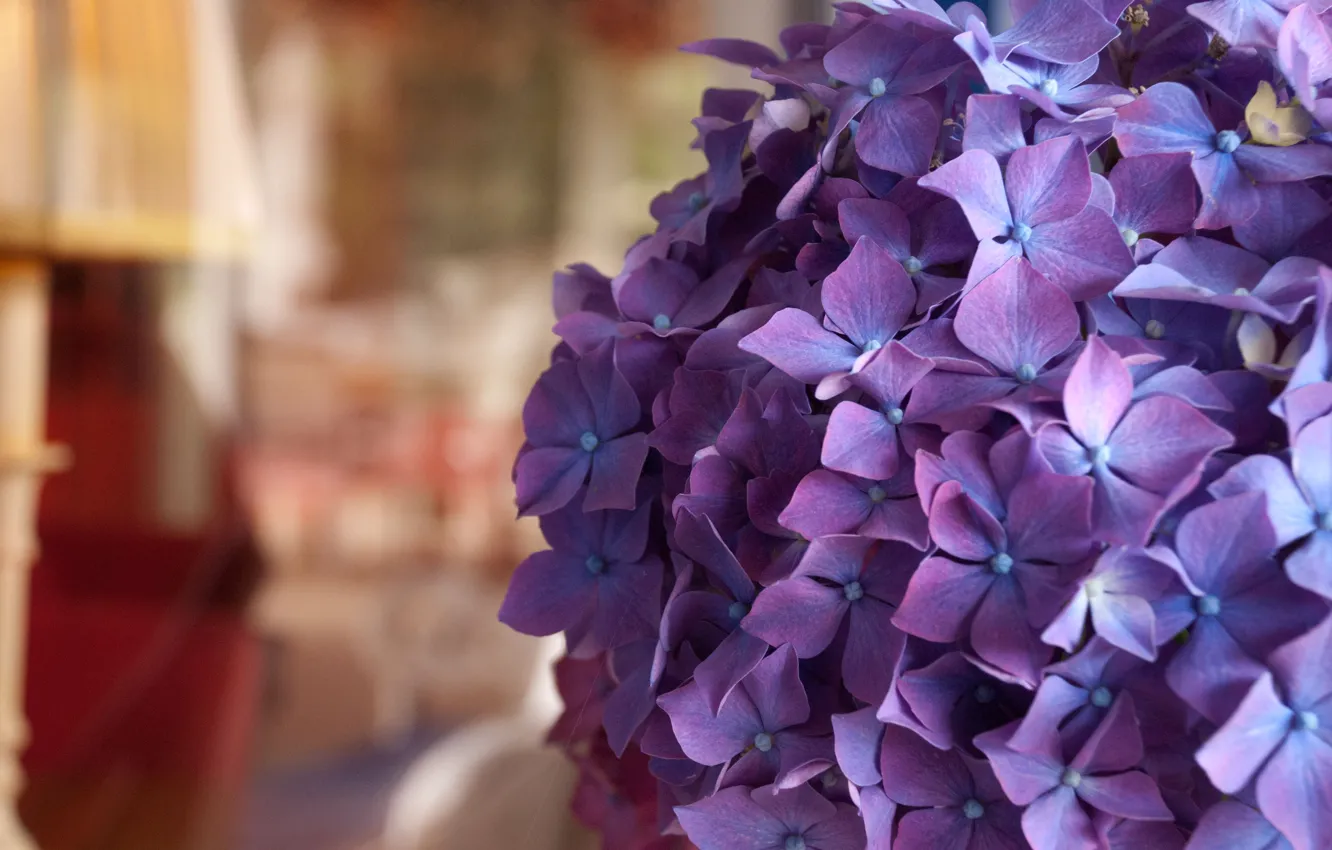 Photo wallpaper macro, flowers, room, bokeh, hydrangea