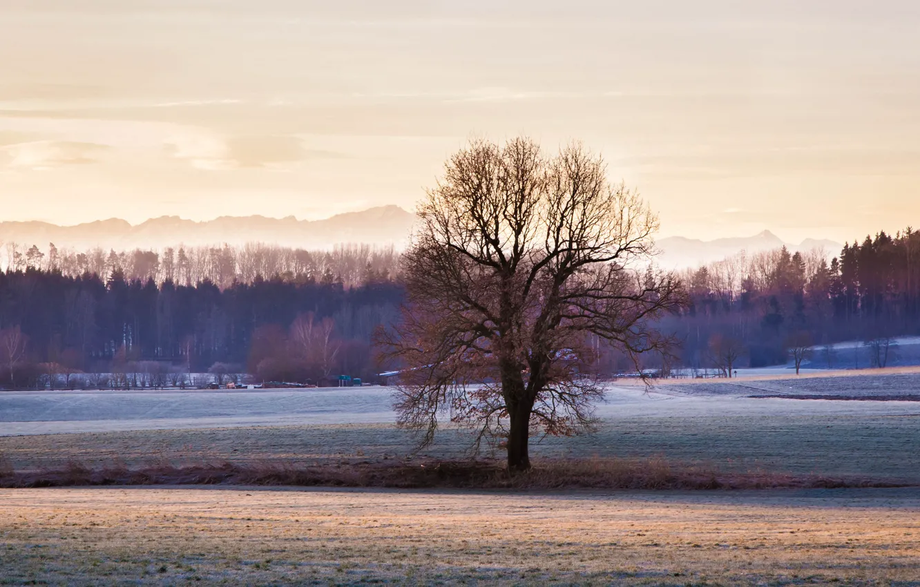 Photo wallpaper winter, frost, field, forest, trees, mountains, the village