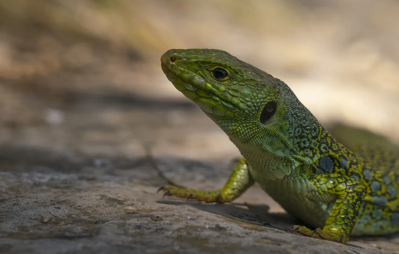Photo wallpaper green, background, lizard, bokeh, reptile
