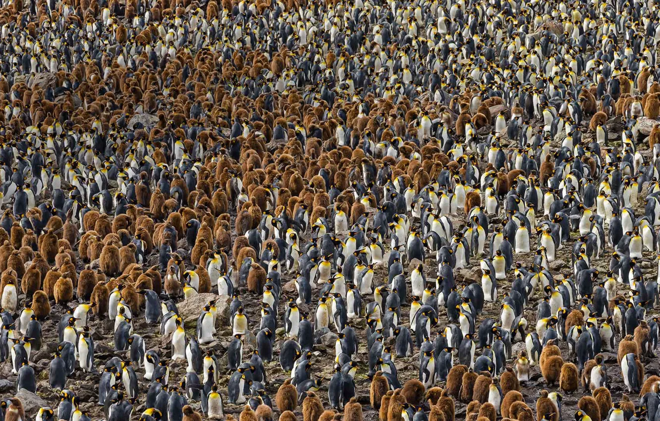 Photo wallpaper bird, Antarctica, colony, Royal penguin