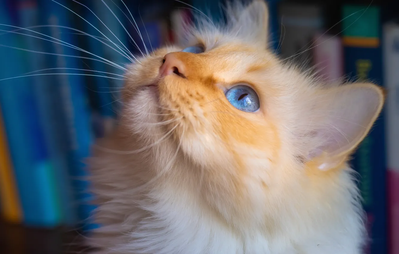Photo wallpaper cat, muzzle, blue eyes