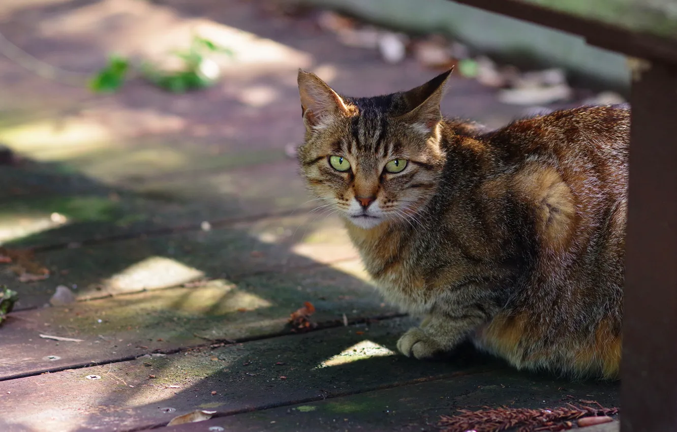 Photo wallpaper cat, cat, look, light, grey, street, Board, striped