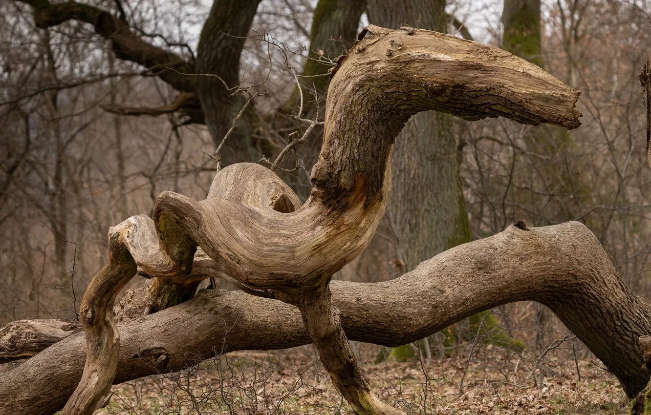 Photo wallpaper forest, trees, trunk, bizarre shape