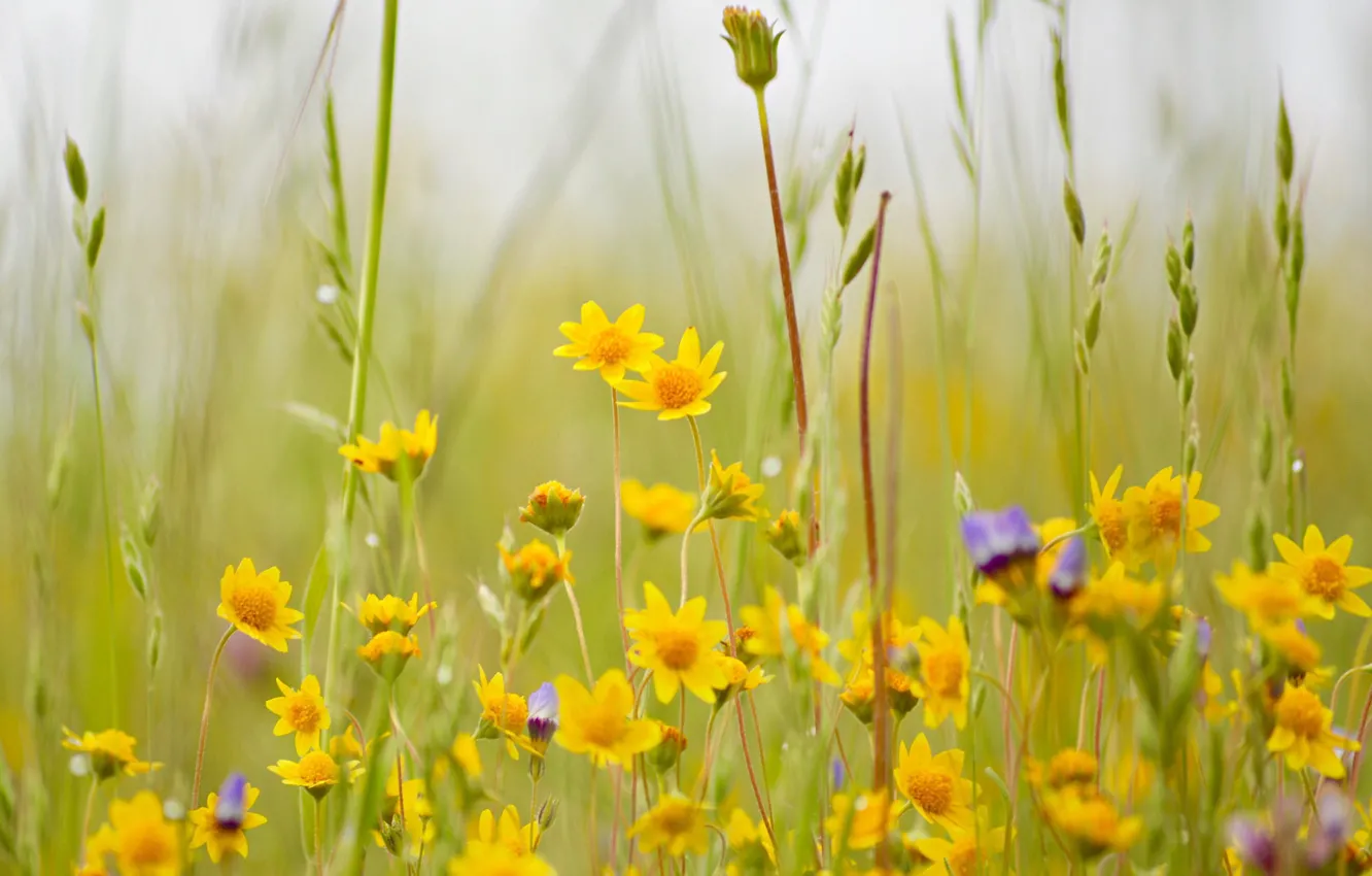 Photo wallpaper grass, flowers, meadow, bokeh