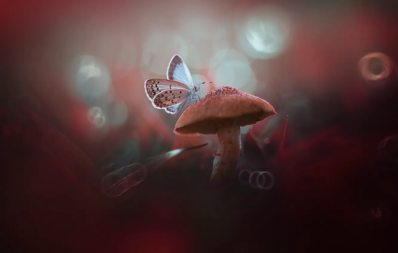 Photo wallpaper macro, butterfly, mushroom, bokeh, mushroom