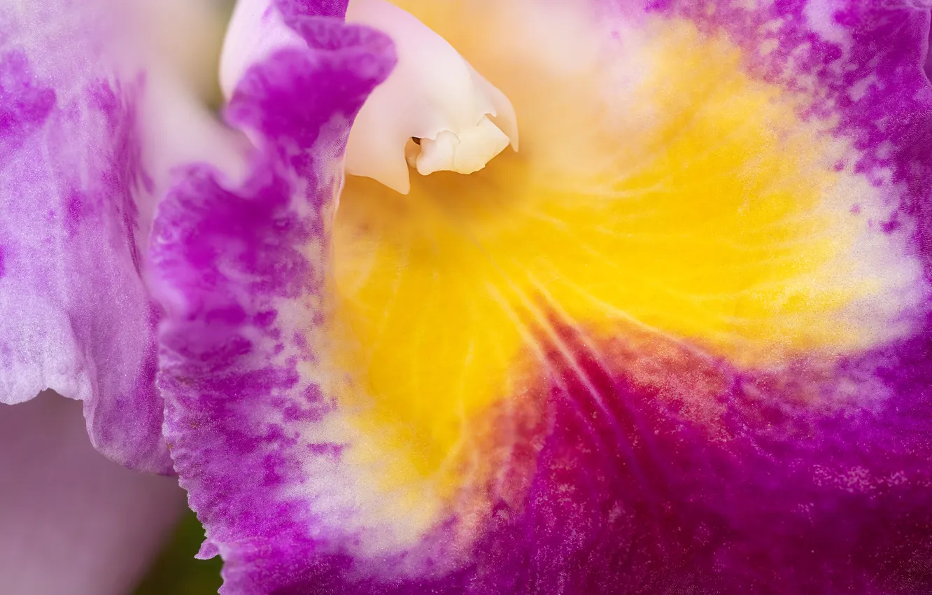 Photo wallpaper flowers, petals, Orchid