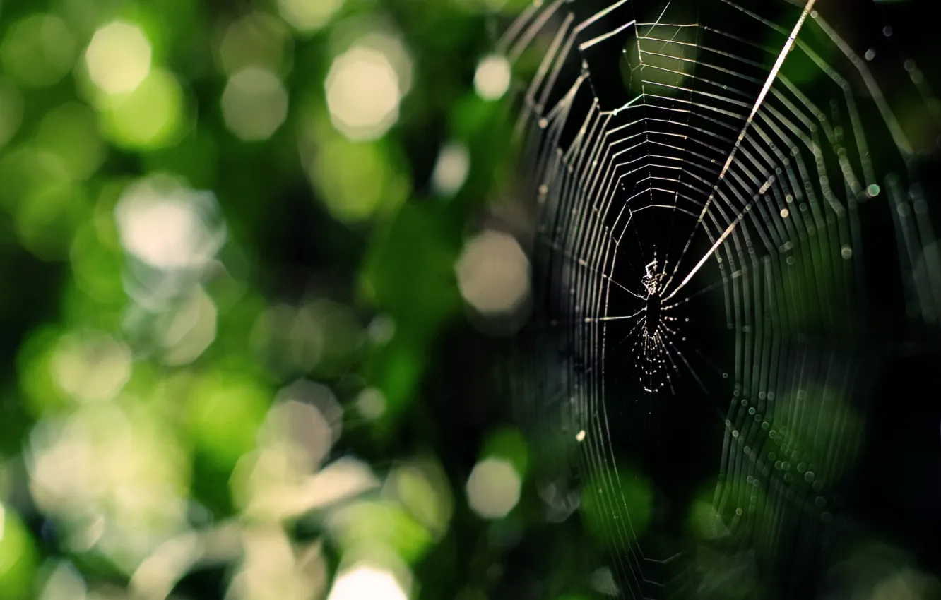 Photo wallpaper greens, web, Spider