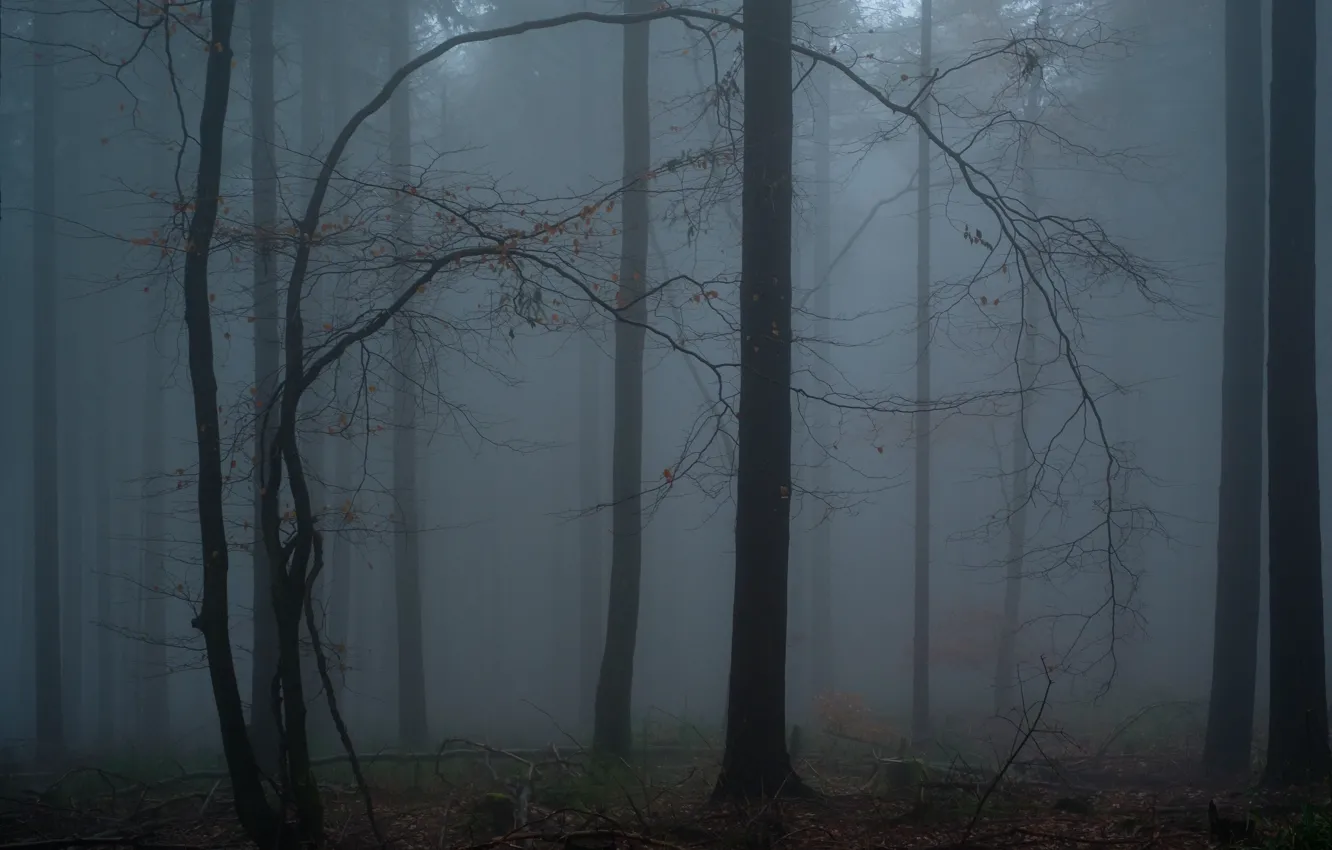 Photo wallpaper forest, trees, nature, fog, Peter Krummee
