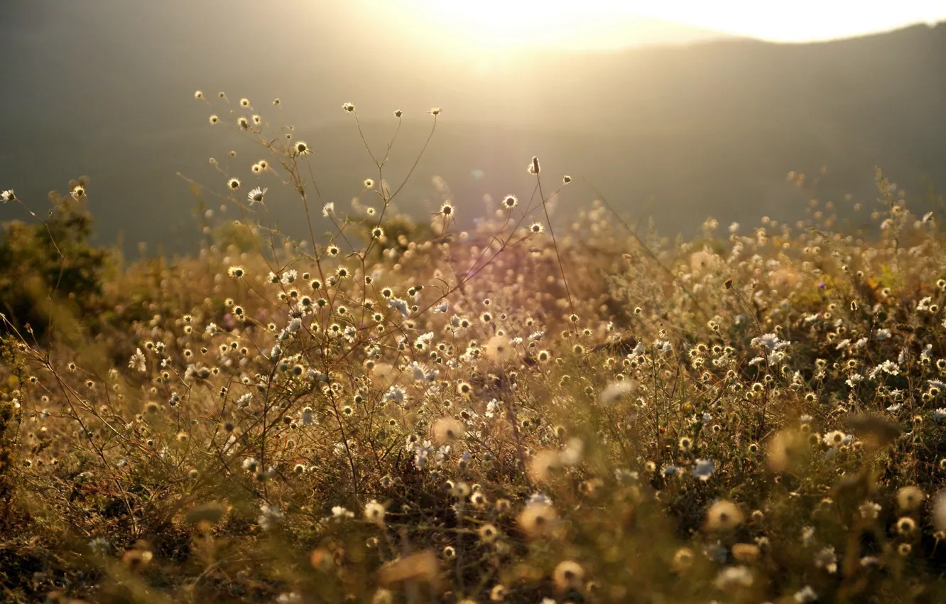 Photo wallpaper FOREST, NATURE, GRASS, MOUNTAINS, The SUN, FLOWERS, LIGHT, WHITE