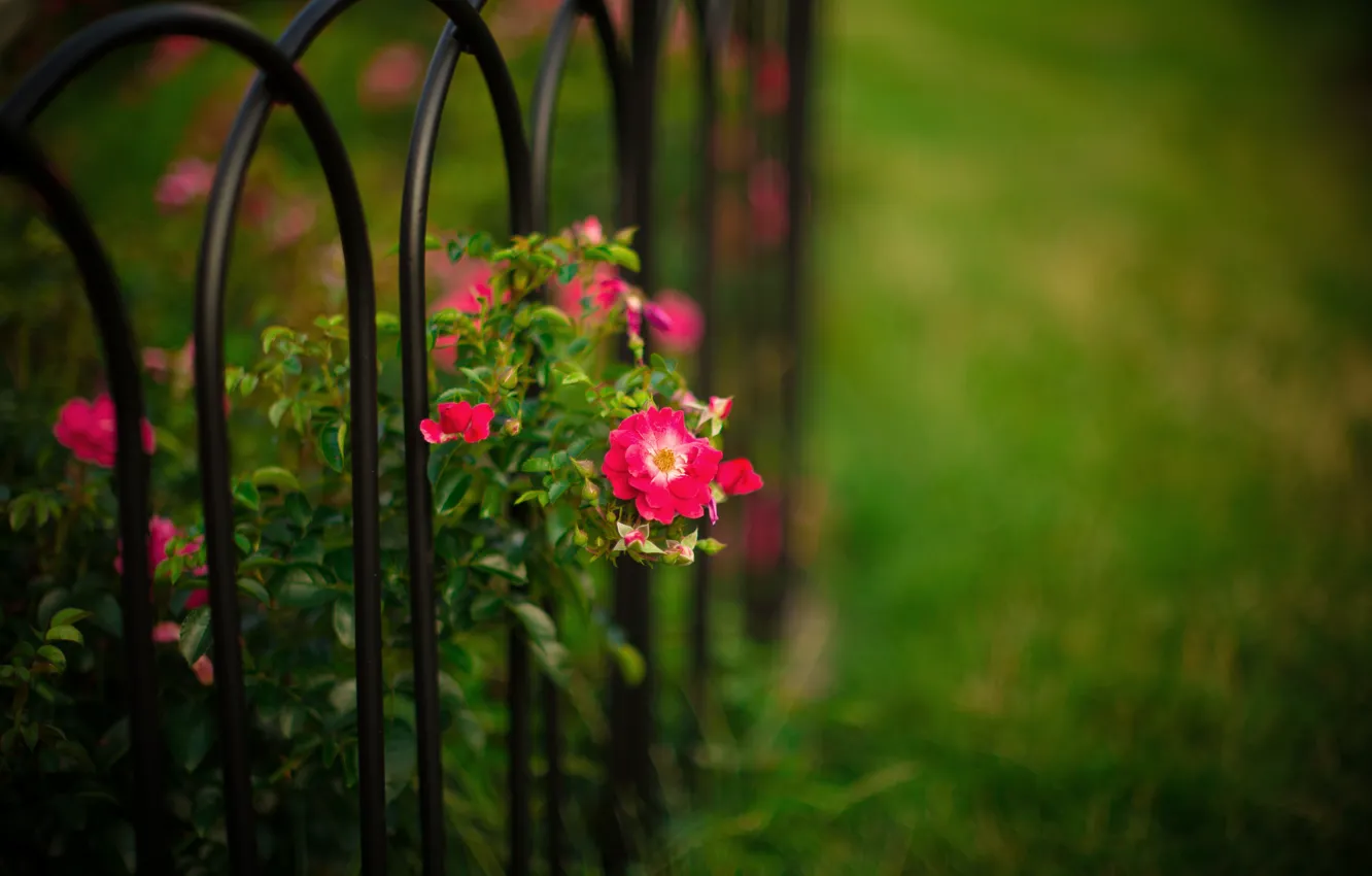 Photo wallpaper flowers, nature, the fence, Bush, garden, Roses, rods, bokeh