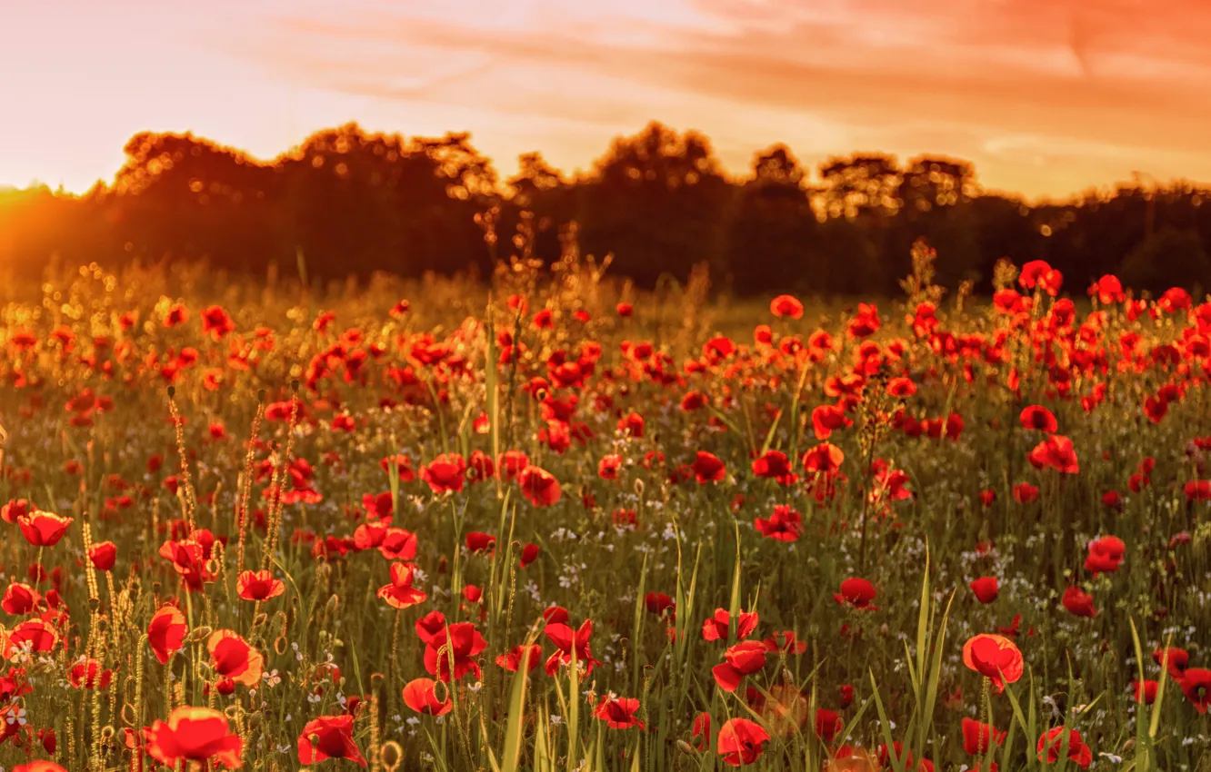 Photo wallpaper field, summer, sunset, flowers, nature, England, Maki, UK