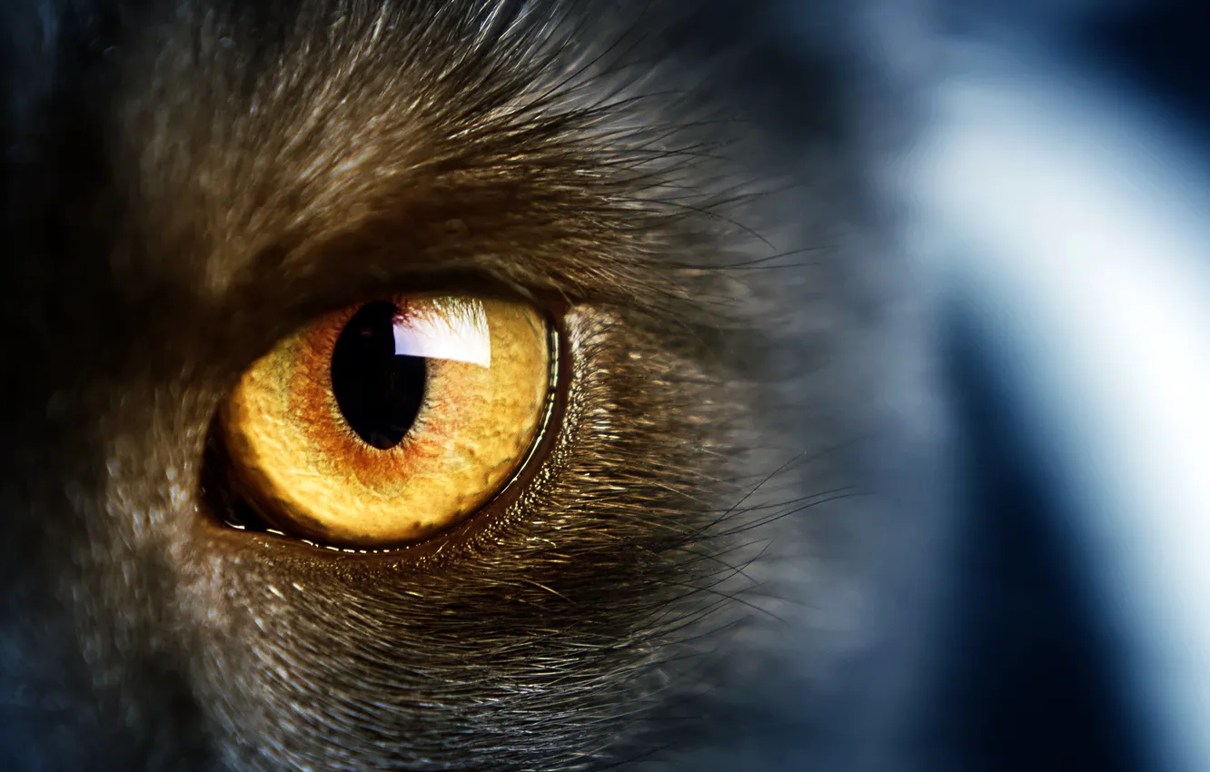 Photo wallpaper cats, wild, cat, yellow eyes, wild, yellow eye
