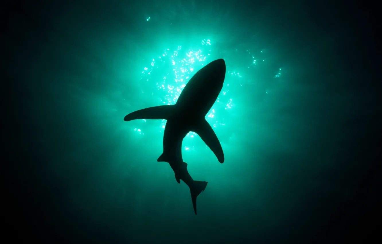 Photo wallpaper light, shark, depth