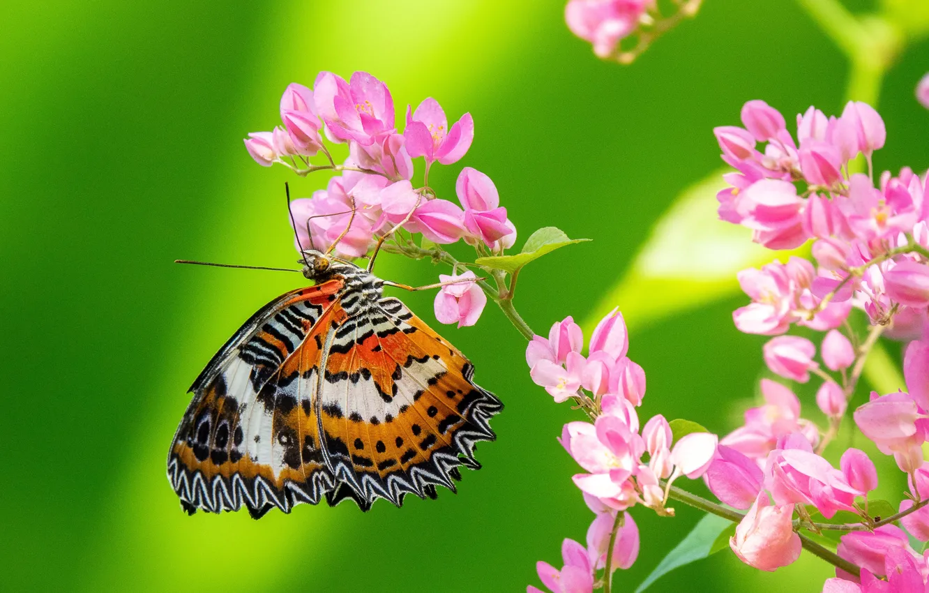 Photo wallpaper macro, flowers, background, butterfly