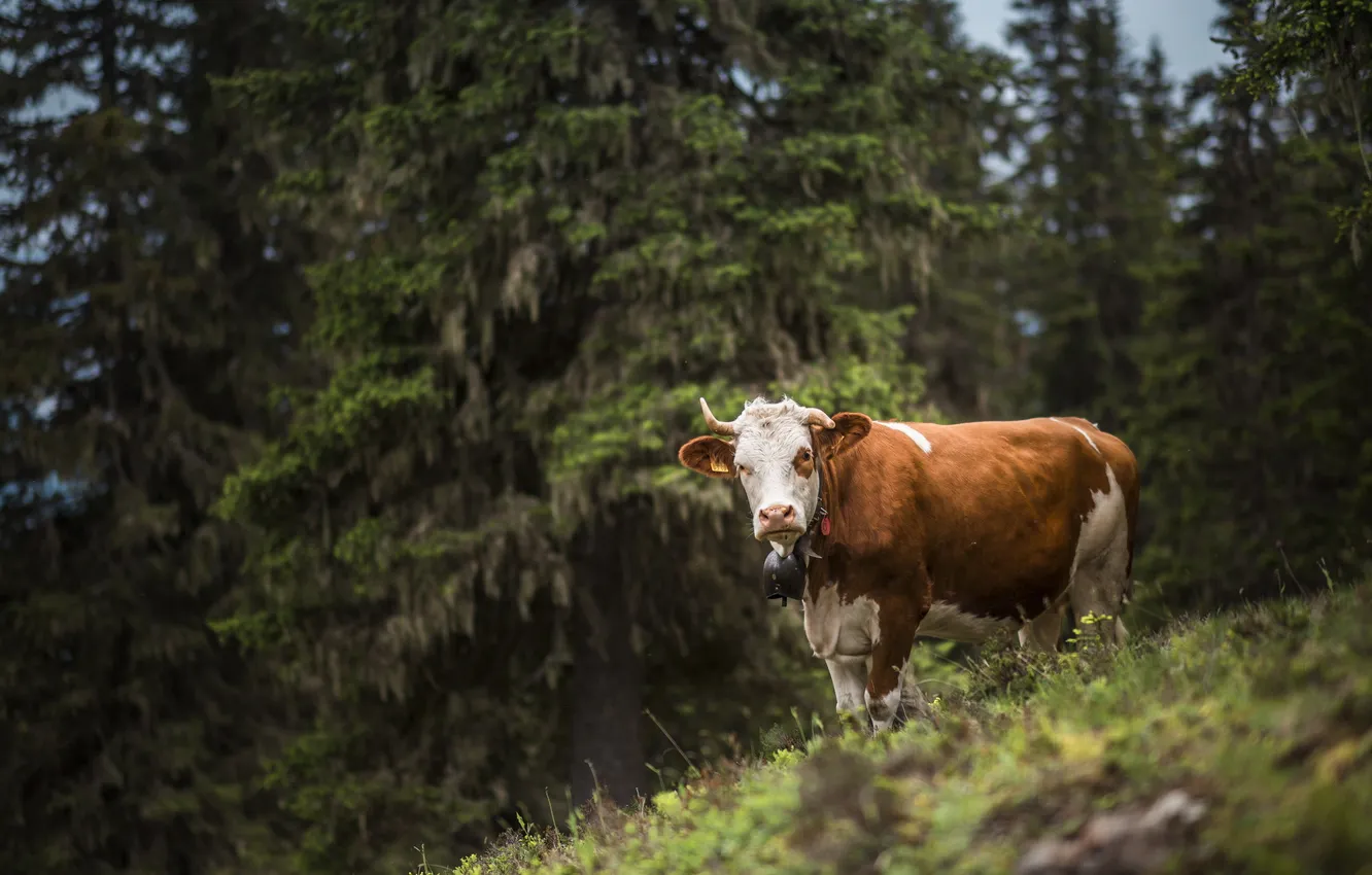 Photo wallpaper nature, background, cows