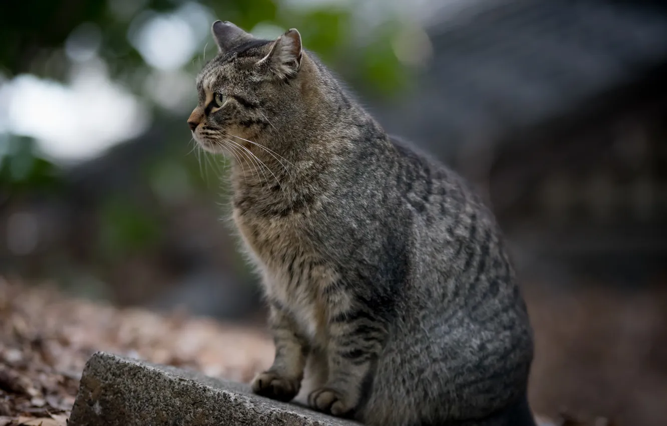 Photo wallpaper cat, cat, look, sitting