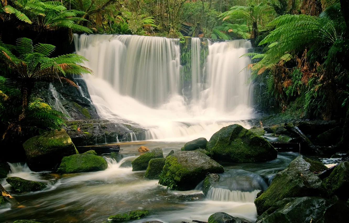 Photo wallpaper forest, trees, river, stones, waterfall, stream