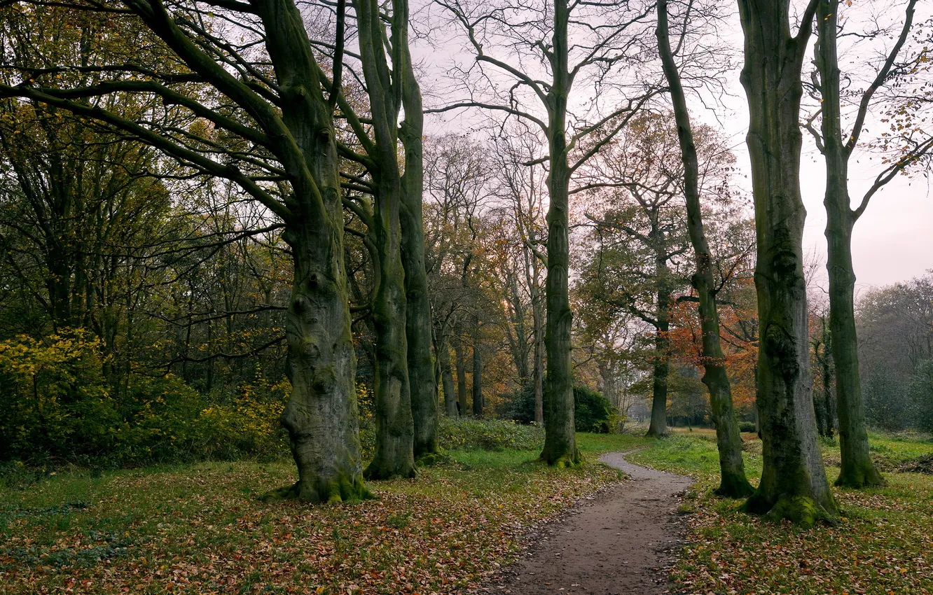 Photo wallpaper trees, nature, Park