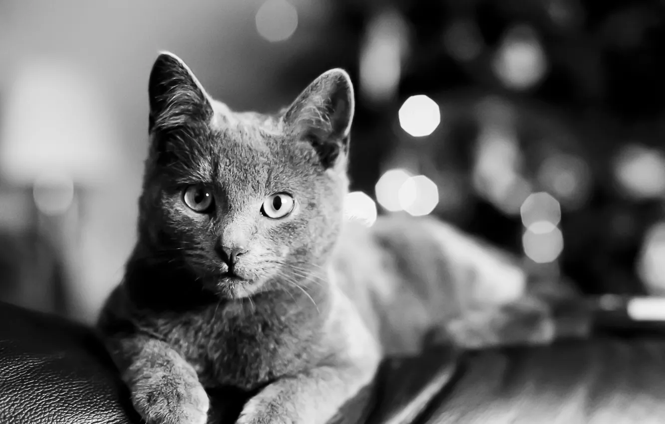 Photo wallpaper cat, cat, look, black and white, lies, cat, Bartholomew Photography